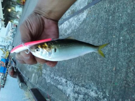 ツバスのちコノシロ